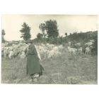 The Old Days - Shepherd