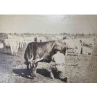 The Old Days  Photo - Herd