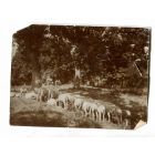 The Old Days  Photo - Animals   