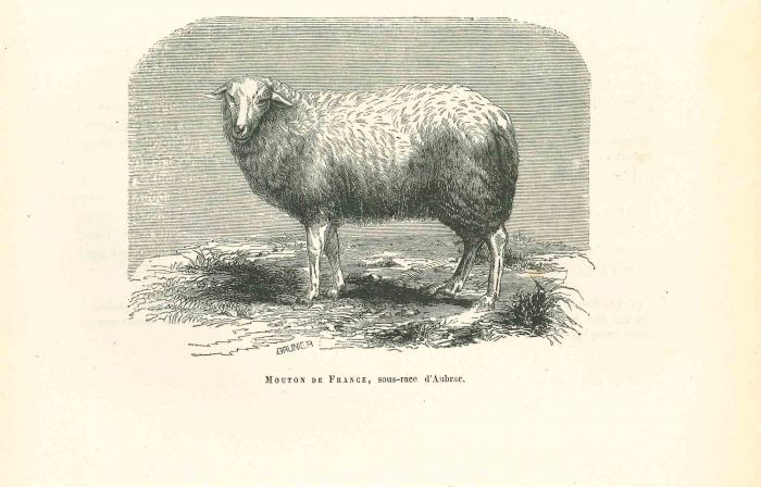 The Sheep