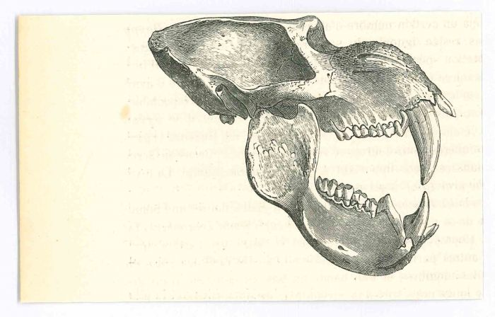The Skull