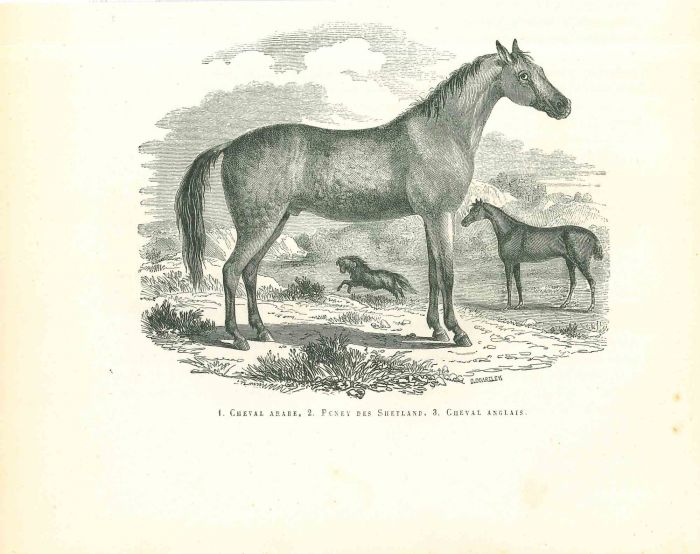 The Horse