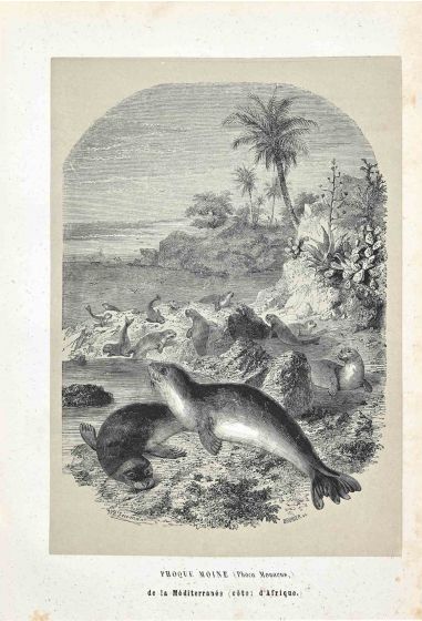 Monk Seals