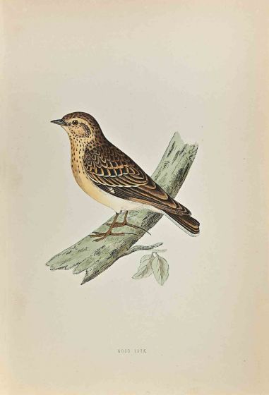 Wood Lark