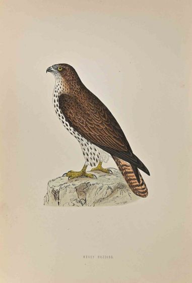 Honey Buzzard