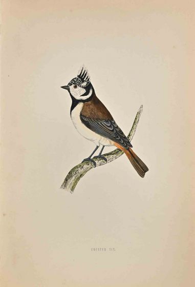 Crested Tit