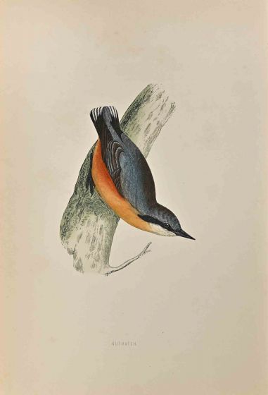 Nuthatch
