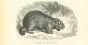 Marmotte Des Alpes