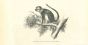 The Monkey