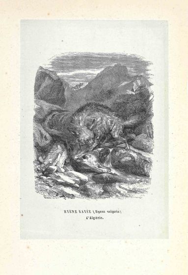 Algerian Hyena