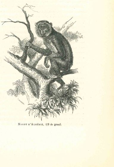 The Monkey