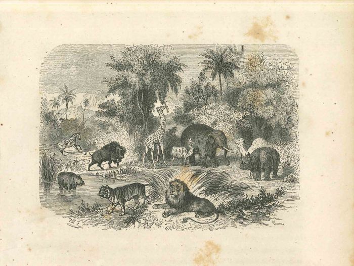 The Animals in Jungle