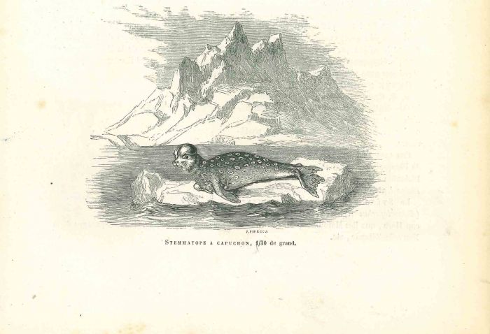 The Seal