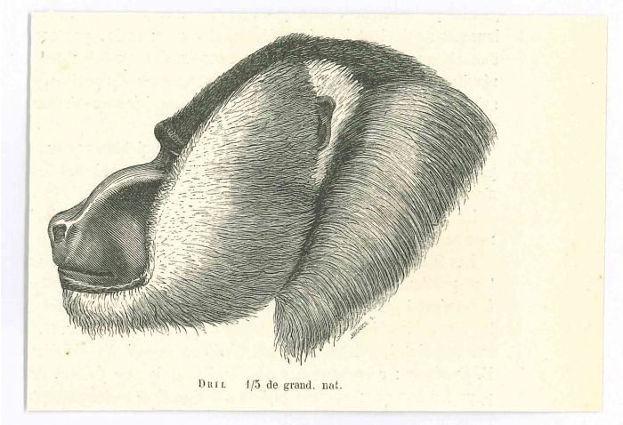 The Monkey