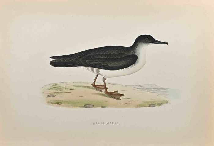 Manx Shearwater