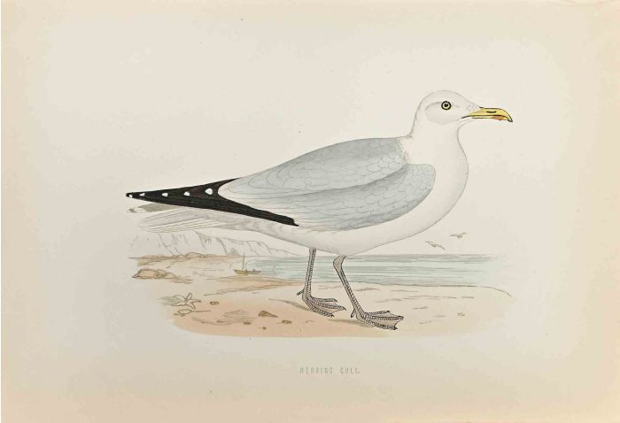 Herring Gull