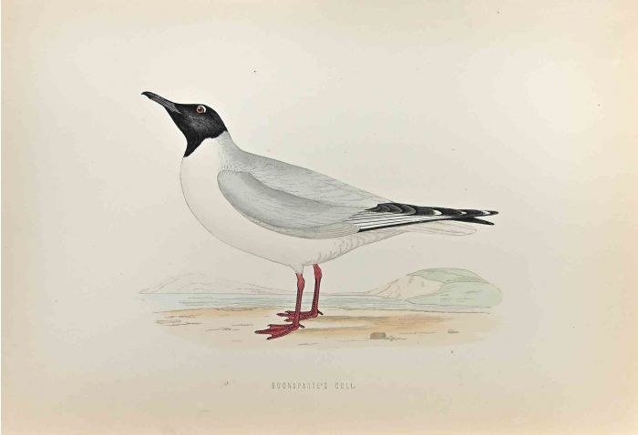 Buonaparte's Gull