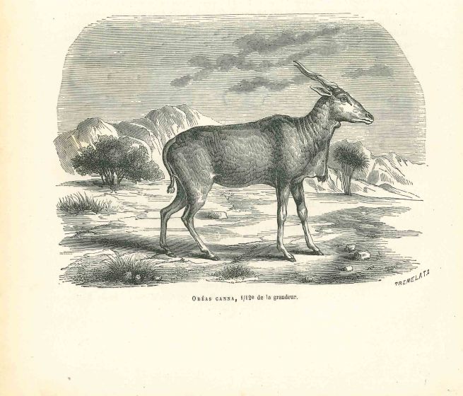 The Antelope