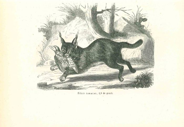 The Hunting Cat