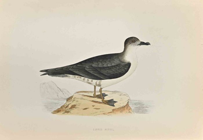 Capped Petrel