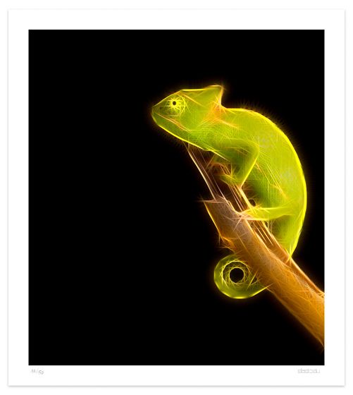 Chameleon by Dadodu - Contemporary Art Print