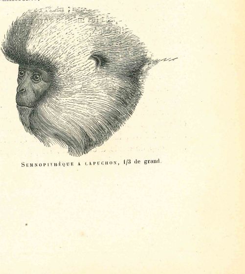 The Monkey