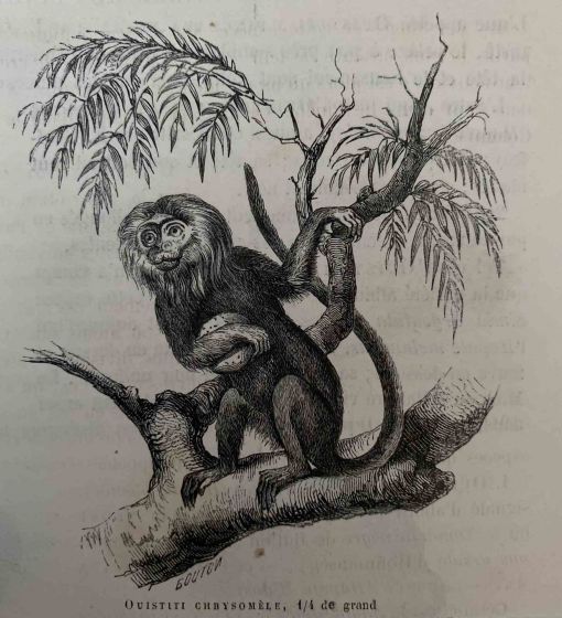 The Monkey