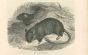 Black Rat