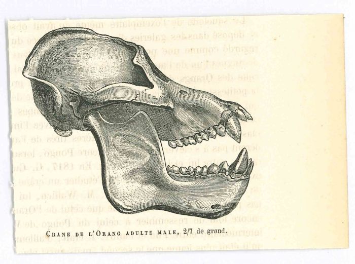 The Skull