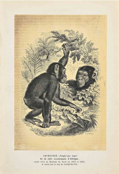 Chimpanzee