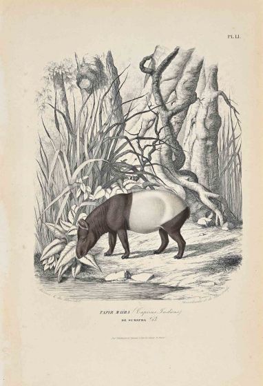 Tapir Maiba