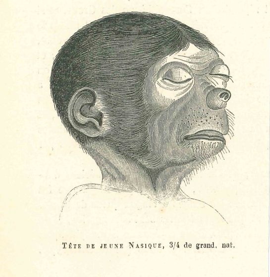 Tête De Jeune Nasique