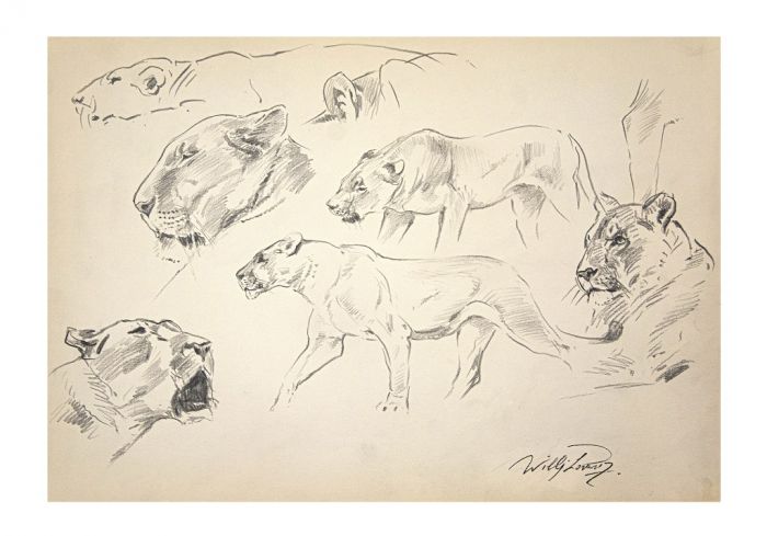 Lioness by Wilhelm Lorenz