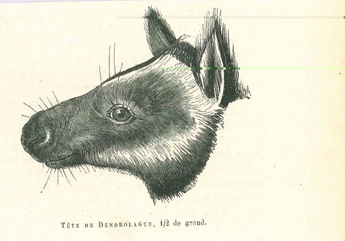 Tree-kangaroo