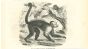 The Monkey