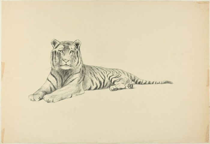 Lying down Tiger by Wilhelm Lorenz - Modern Artwork