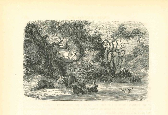 In The Forest