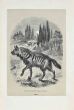 Hyena Of Asia