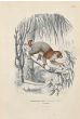 Potto