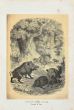 Wild Boar - SOLD
