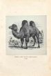 Camel with two Humps