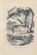 Chinese Domestic Pig