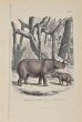 Rhinoceros of Sumatra