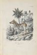 Equus Montanus