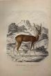 The Antelope - SOLD