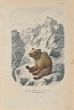 Paul Gervais - Bear from Austria - Modern Art