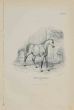 Percheron Horse
