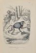 Hamadryas Baboon