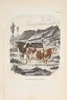 The Cows