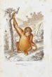Orang Bicolore
